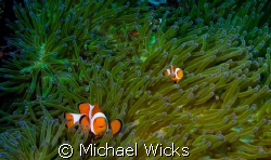 Clown fish, anemone by Michael Wicks 